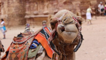 camel smirking at camera