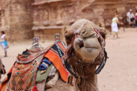 camel smirking at camera